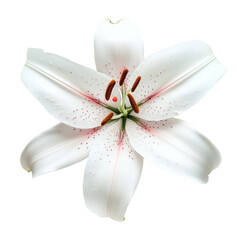 Lily flower photography in ultrarealistic 8K resolution