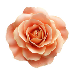 Realistic top view of rose on white background high quality photography