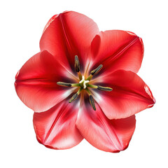 Highly detailed professional photography of tulip flower ultrarealistic 8K