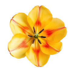 Highly detailed professional photography of tulip flower ultrarealistic 8K