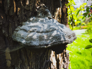Bracket fungus on tree bark in natural forest setting

