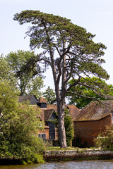 Magnificent old oak tree in a riverside setting...