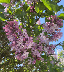 Flowers of the spring lilac bush. Beautiful flowers of delicate color. Blooms in clusters, each of which has many small flowers