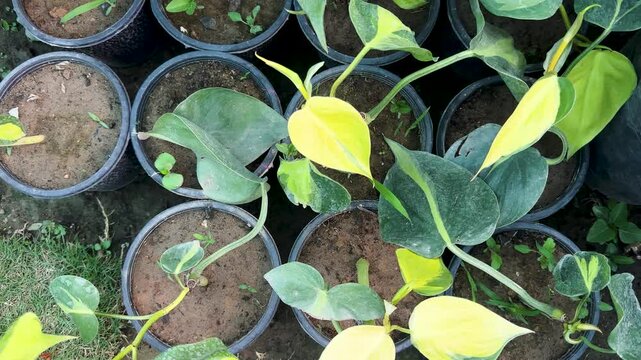 Propagation of variegated philodendron brasil plant growing in plastic pots
