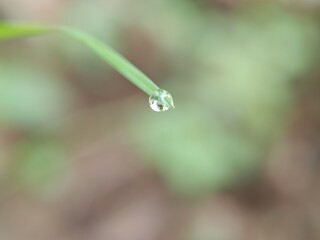 water drop on a green leaf