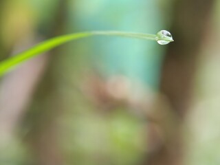 drops of dew on a leaf