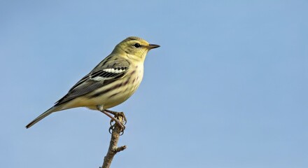 Vibrant Magnolia Warbler Setophaga Magnolia Perched Bird Wildlife
