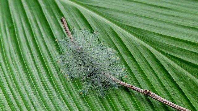 Common archduke caterpillar (Lexias pardalis, Nymphalidae).