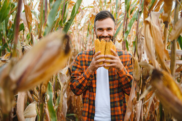 A man inspects a corn field and looks for pests. Successful farmer and agro business