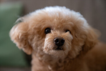 A red-brown toy poodle dog. Toy poodle puppy