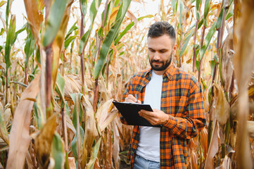 A man inspects a corn field and looks for pests. Successful farmer and agro business