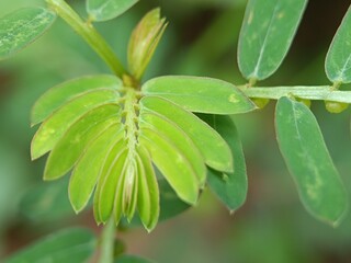 green leaf with water drops
