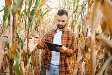 A young agronomist inspects the quality of the corn crop on agricultural land