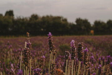 Obraz premium field of lavender