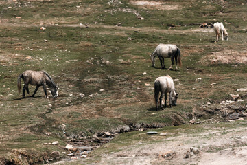 Horses grazing peacefully near a tranquil alpine lake, surrounded by dramatic brown and snow-dusted peaks of Ladakh, India showcasing the harmony of wildlife and high altitude Himalayan landscapes