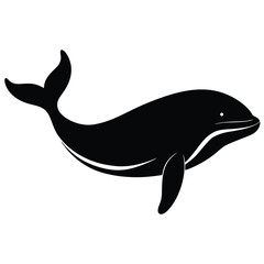 dolphin isolated on white background