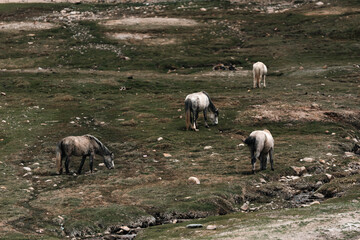 Horses grazing peacefully near a tranquil alpine lake, surrounded by dramatic brown and snow-dusted peaks of Ladakh, India showcasing the harmony of wildlife and high altitude Himalayan landscapes
