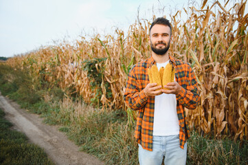 A man inspects a corn field and looks for pests. Successful farmer and agro business