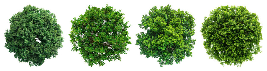 Fototapeta na wymiar PNG Lush green spherical trees, element set on transparent background