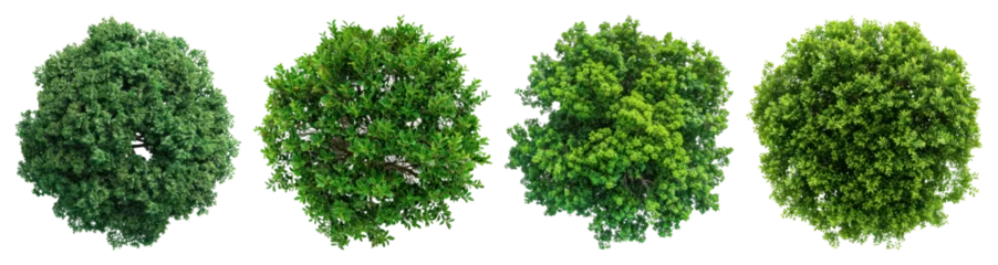 Fototapete PNG Lush green spherical trees, element set on transparent background © Rawpixel.com