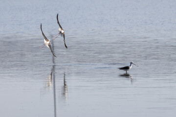 Black winged stilts flying over a lake with reflections