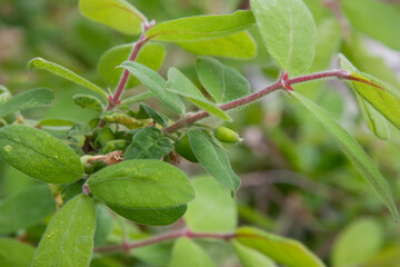Small honeysuckle fruits on a branch among the green fluffy leaves and stems. Young honeysuckle in the spring season.