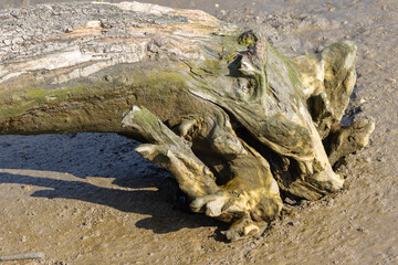 Weathered driftwood log lying on muddy riverbank