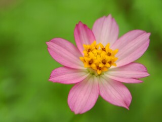 close up beauty of bright pink kenikir flower (COSMOS)