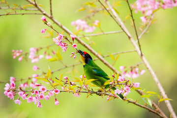 Necklaced Barbet