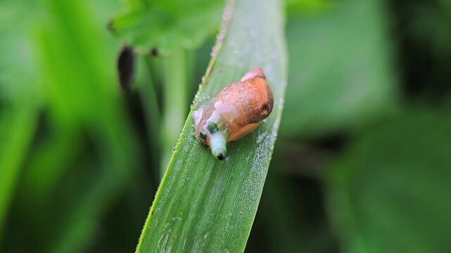 Infected snail captured in macro detail, parasite moves inside the tentacle resembling caterpillar to complete life cycle.