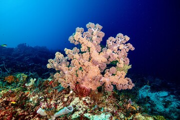 soft coral underwater