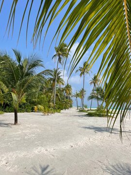 palm trees on the beach