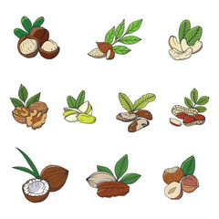 Variety of Nut and Seed Vector Illustrations with Leaves