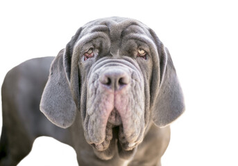 A Neapolitan Mastiff dog with ectropion