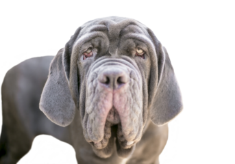 A Neapolitan Mastiff dog with ectropion