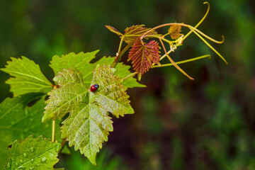 Coccinelle sur une feuille de vigne. © Patrick