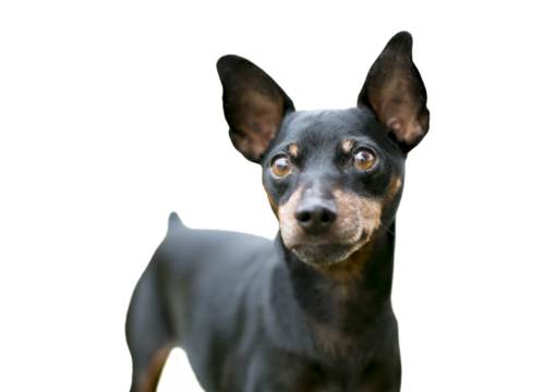 A black and red Miniature Pinscher dog