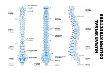 Human Lumbar Spine Spinal Column Structure Anatomy Diagram Back, Front, Side View, Educational Medical Poster Design Healthcare Scheme, Labeled Spine, Cervical, Thoracic, Lumbar, Sacrum, Coccyx.