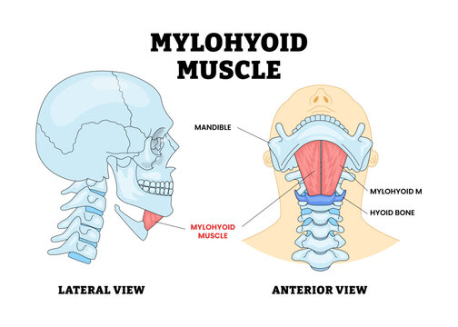 Mylohyoid Muscle Bone Skull Head Anatomy Structure Diagram with Lateral and Anterior View, Educational Medical Poster Design Healthcare Scheme, Labeled Role in Neck and Mouth Structure.
