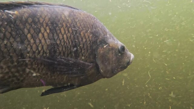 Underwater shot of tilapia fish gliding through turbid water, highlighting detailed scales and fin motion in slow motion.