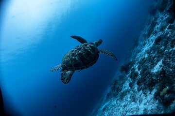 sea turtle in cebu