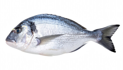Fototapeta premium Fresh and vibrant sea bream fish displayed on a black background isolated for seafood photography and culinary presentation, Transparent background PNG