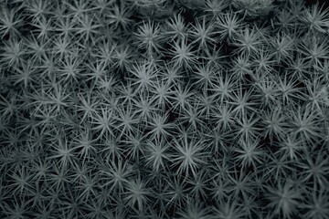 Abstract Monochrome Pattern of Spiky Green Moss.