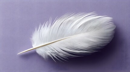 A solitary white feather floating on a lavender background
