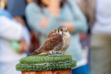 Close-up of a small kestrel perched on a falconry post during a birds of prey exhibition, with blurred background and selective focus on the raptor