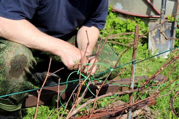 Elderly farmer squatting with knife in hands tying branches of grape vine in spring garden on...