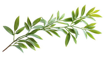 Obraz premium palm tree branch with green leaves on white background
