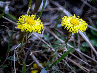 the first spring flowers of mother and stepmother