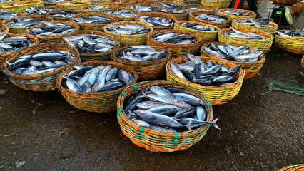 skipjack ready for export to Thailand