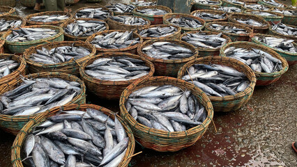 skipjack ready for export to usa